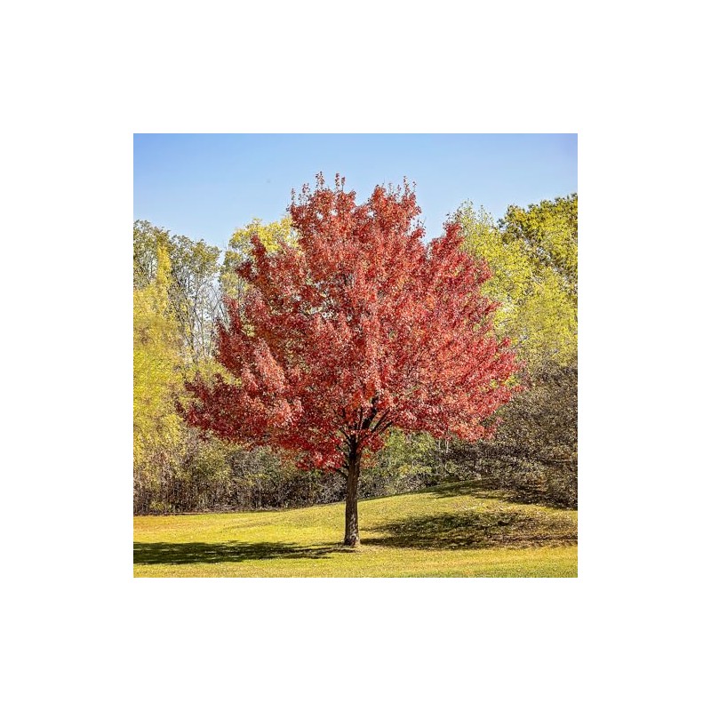 Red Maple, Deciduous, Tall, Shade Tree, Hardy, Rapid Growth, 5
