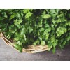 NIKA SEEDS - Seeds Herb Coriander Heirloom - 500 Seeds
