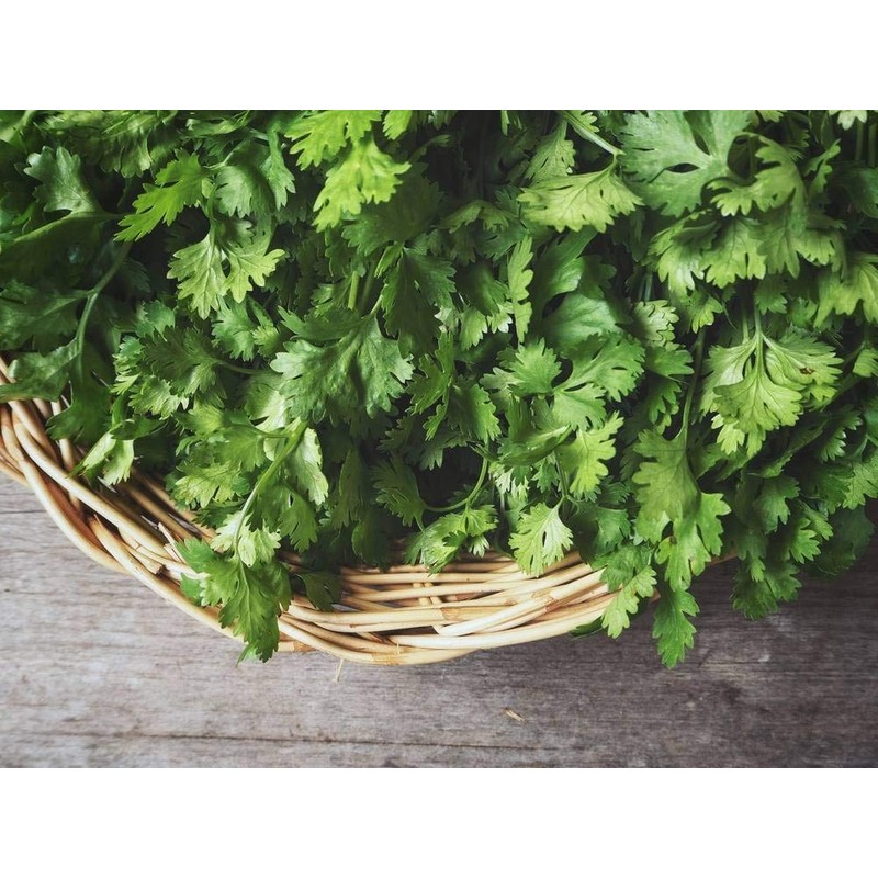 NIKA SEEDS - Seeds Herb Coriander Heirloom - 500 Seeds