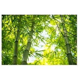 Organic Natural Pure Bamboo Leaf Tea Bag- 50 Tea Bags (Biodegradable PLA Tea Bag Filters)