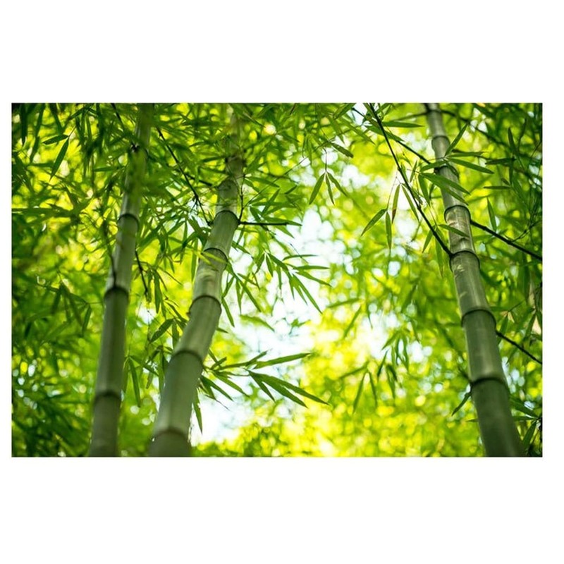 Organic Natural Pure Bamboo Leaf Tea Bag- 50 Tea Bags