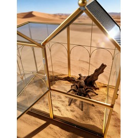 Ready-to-Use Glass Terrarium with Vents - 8.66"x4.72"x8.46" House-Shaped Jumping Spider Enclosure, Habitat for Praying Mantis, Snails, Insect or Succulent Plants - Home Garden Tabletop Decor