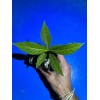 Happy Planting Nursery 🪴Wild Coffee🪴 EASY TO GROW ~ Psychotria