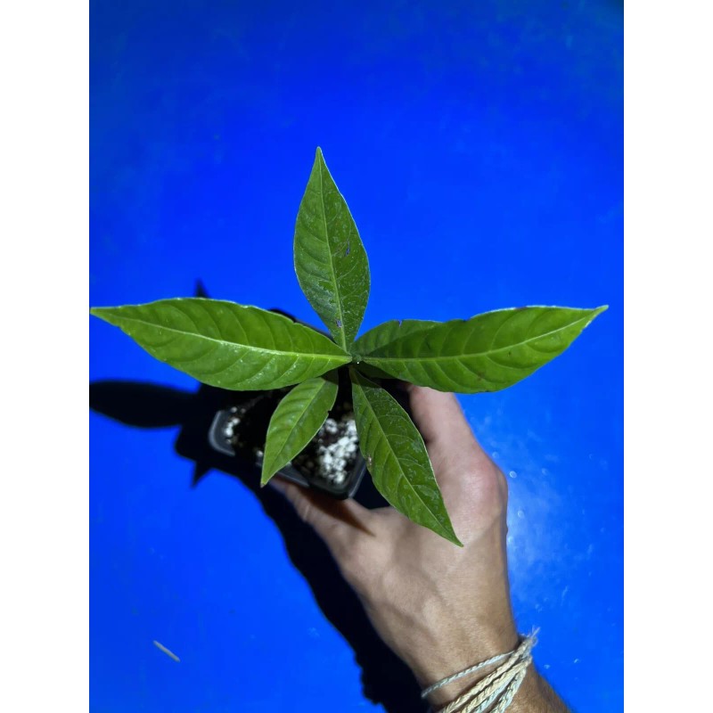 Happy Planting Nursery 🪴Wild Coffee🪴 EASY TO GROW ~ Psychotria