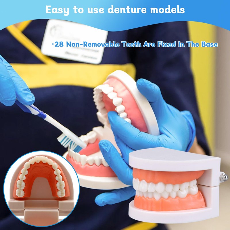 Standard Dental Study Model - Adult Simulation Teeth Model Display,