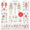 17 Human Anatomy Posters - Medical Posters, Circulatory, Skeletal, Male