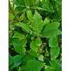 2 Live Plants - Laurus nobilis - 'Bay Leaf Tree'