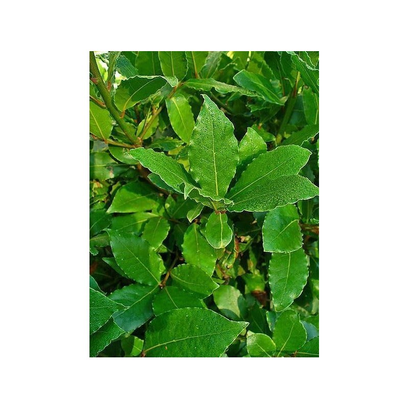 2 Live Plants - Laurus nobilis - 'Bay Leaf Tree'