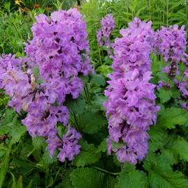Outsidepride Lamb's Ear Macrantha Flower Seed - 100 Seeds