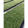 Dwarf Mondo Grass - 10 Live Plants - Shade Loving