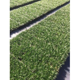 Dwarf Mondo Grass - 10 Live Plants - Shade Loving Evergreen Ground Cover Ophiopogon Japonicus Nanus