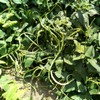 30PCS Bush Long Green Bean Seeds Non-GMO Vegetable Seeds Heirloom