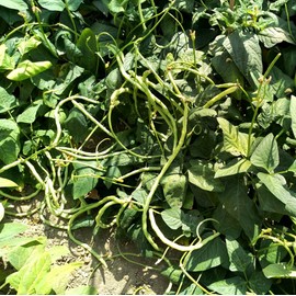30PCS Bush Long Green Bean Seeds Non-GMO Vegetable Seeds Heirloom