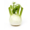 Frische Kontor | Fennel | Delicate, Aromatic and Versatile |