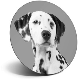 Destination Vinyl ltd Magnet for Refrigerator, Fridge BW - Cute Dalmatian Dog for Office, Cabinet and Whiteboard, Magnetic Stickers, 35592