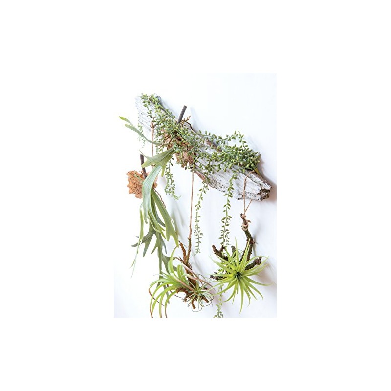 Posh Living 80916 Hanging Air Plant, Large, Green