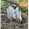 Monotropa Uniflora Indian Pipe Ghost Tincture Gluten Free Flower In