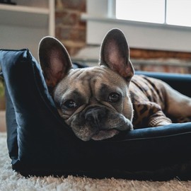 NGHT Mulberry Silk Pet Bed for Dogs Cats Pets in Small Medium Large Sizes- Washable Durable for Soft Hair and Skin (Large, Black)