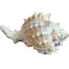 Steinfixx Murex Ramosus Pink Shell 70 g Golf of Mexico
