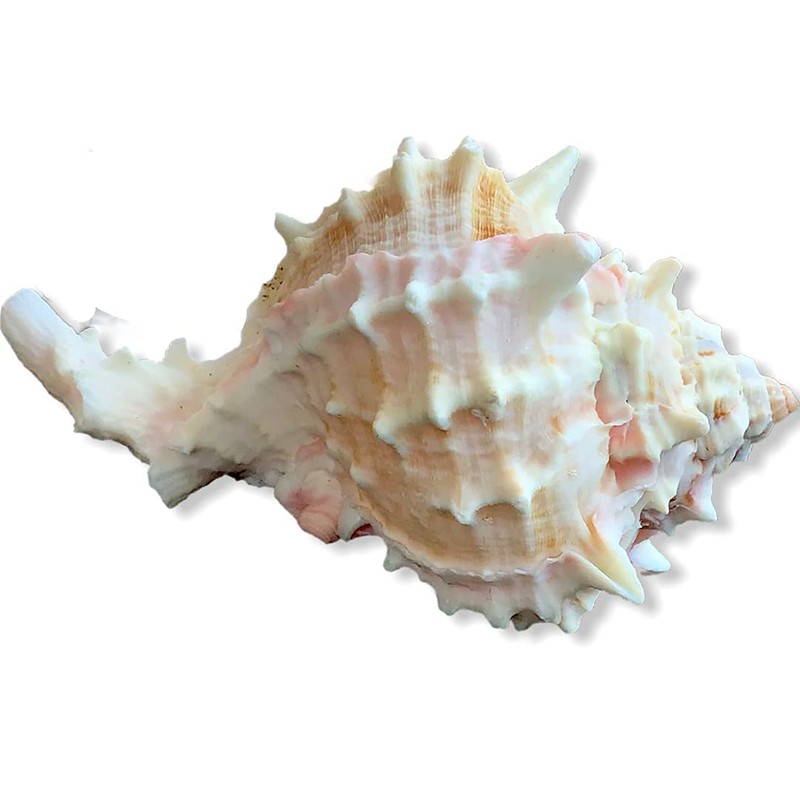 Steinfixx Murex Ramosus Pink Shell 70 g Golf of Mexico