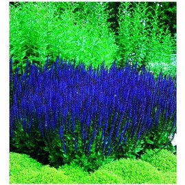 CZ Grain 50 Blue Queen Salvia Seeds for Planting Butterfly, Hummingbird, and Bee Friendly