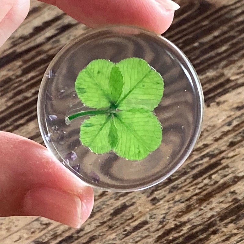 Real Four Leaf Clover Good Luck Pocket Token, Preserved, 1.25”