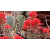 Wild Indian Paintbrush seeds (Castilleja Agustifolia) 200+ seeds -RARE- Wildflower