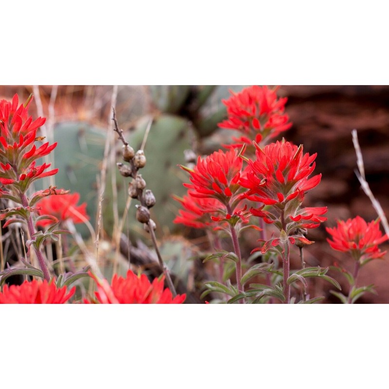Wild Indian Paintbrush seeds (Castilleja Agustifolia) 200+ seeds -RARE- Wildflower