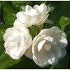 Silver Jasmine Garden Balcony Climbing Flower Seeds - 100/300Pcs+ Fragrant