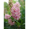 GreenPromiseFarms SHCSRS03 SHCSRS CLETHRA ALNIFOLIA `Ruby Spice`, 3 Size Container