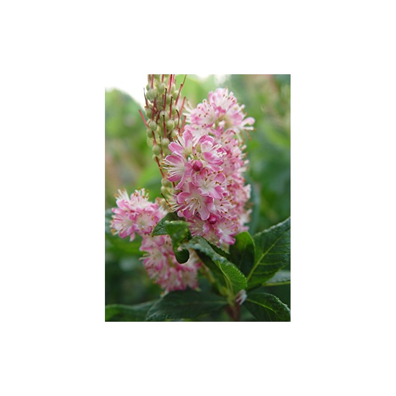 GreenPromiseFarms SHCSRS03 SHCSRS CLETHRA ALNIFOLIA `Ruby Spice`, 3 Size Container
