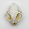 Real Animal Bone Specimen Natural Taxidermy Feline Skull for Science