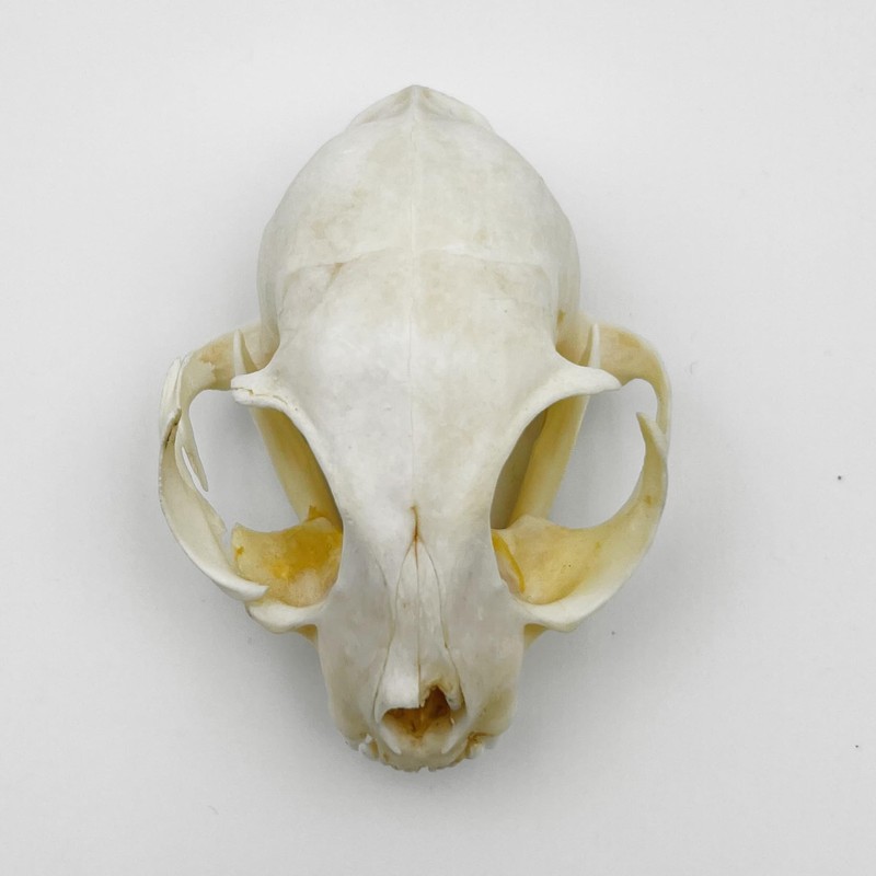 Real Animal Bone Specimen Natural Taxidermy Feline Skull for Science
