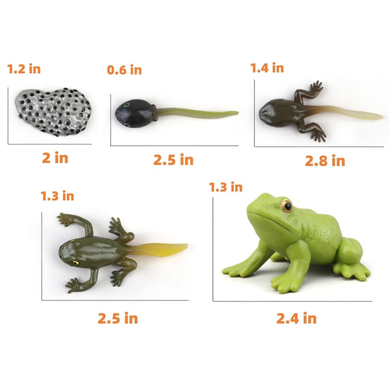 Montessori Frog Life Cycle Flash Cards, Plastic Insects Tadpole to