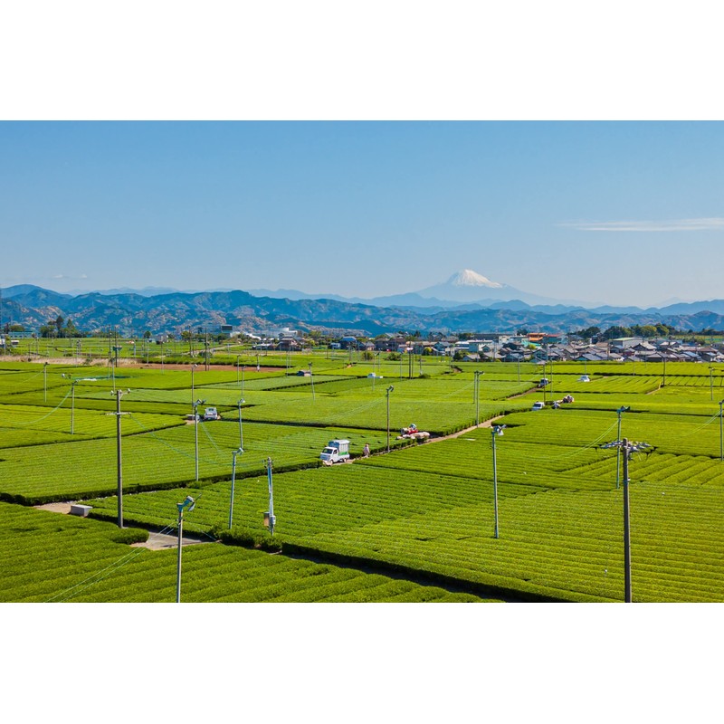 JA Oigawa Green Tea Bag 0.1 oz (3 g) x