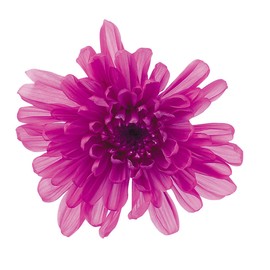 Earth Farms Brand of Preserved 6 Wheel with you, too Chrysanthemum
