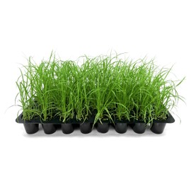 White Fountain Grass | 10 Live Plants | Pennisetum Alopecuroides | Ornamental Grass for Landscaping | Drought-Tolerant Plants for Borders & Gardens