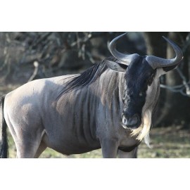 Handmade Blue Wildebeest Taxidermy Reference Photo Cd