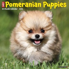 Just Pomeranian Puppies 2025 12" x 12" Wall Calendar