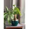 KOTARBAU® Ceramic Flower Pot Planter Green Gold Round 100 mm