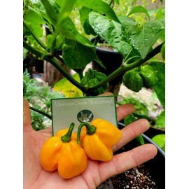 Habanero Yellow Giant Hot Pepper Seeds 100,000-350,00