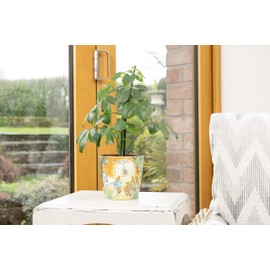 Beatrix Potter Peter Rabbit Eco Pots Set 2 - Beatrix Potter - Peter & Mrs Rabbit At Home, Tom Kitten & Jeremy Fisher pots as a SET of 3