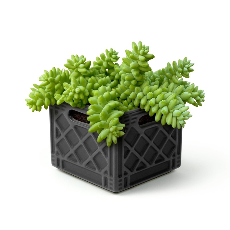Genuine Fred Fancy Plants Milk Crate, Planter