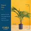 Costa Farms Majesty Palm Live Plant in Decorative Pot, Large