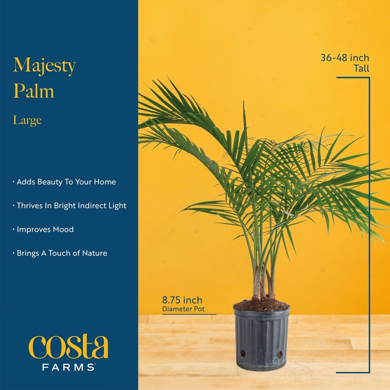 Costa Farms Majesty Palm Live Plant in Decorative Pot, Large