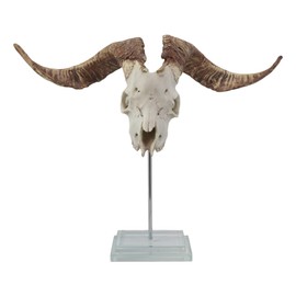 Ebros Gift 23.75" Long Rustic Western Realistic Vintage Valais Blackneck Billy Goat Skull Resin Sculpture On Museum Pole Stand with Glass Base Faux Taxidermy Decor