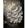 Foragers Table Gourmet Mushroom Growing Kit Bundle Containing Lion's Mane