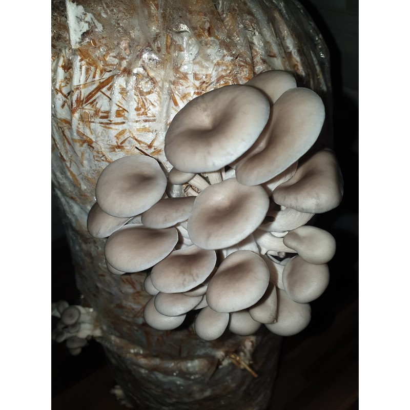 Foragers Table Gourmet Mushroom Growing Kit Bundle Containing Lion's Mane