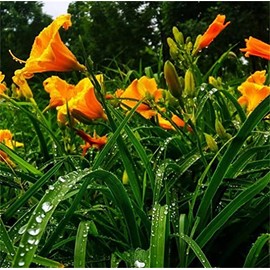 zellajake Rare Flower Seeds 100+ Pcs Hemerocallis Hybrida Daylily Flowers Seeds Perennial Garden Plant Blooming