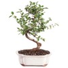 Brussel's Bonsai Live Chinese Sweet Plum Bonsai Tree - 5